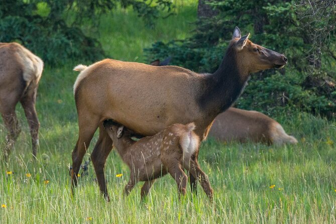 Morning Jasper National Park Wildlife Tour - Booking and Cancellation Policies