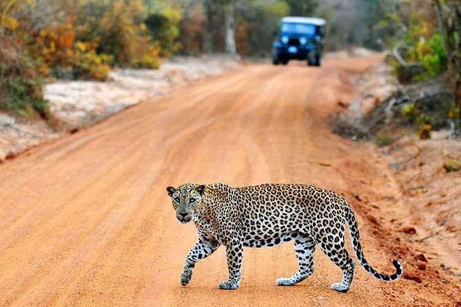 Most Popular Round Tour (5 Days) in Sri Lanka From Mirissa - Customer Reviews and Ratings