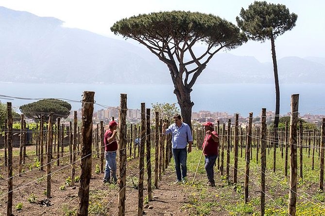 Mount Vesuvio Organic Wine Tasting & Lunch With Transfer From Amalfi Coast - Lunch Setting