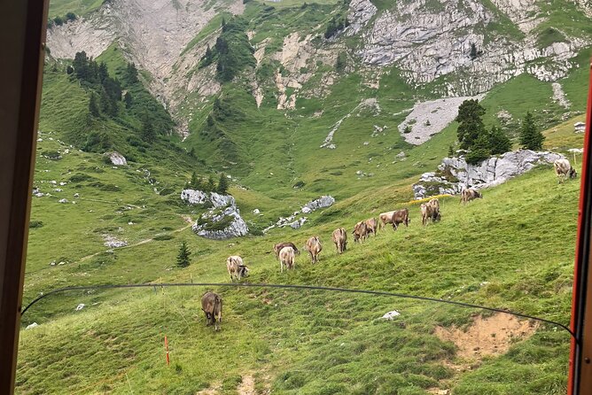Mt. Pilatus With Lake of Lucerne Cruise Private Tour From Lucerne - Tour Reviews and Ratings