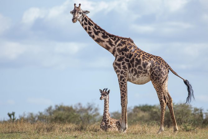 Nairobi National Park Day Tour - Reviews and Traveler Experiences