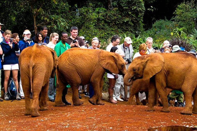 Nairobi National Park, Elephant Orphanage, Giraffe Centre Tour - Accessibility and Group Size