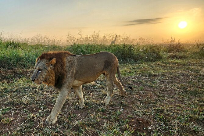 Nairobi National Park Elephants and Giraffe Center Tour - Booking Process