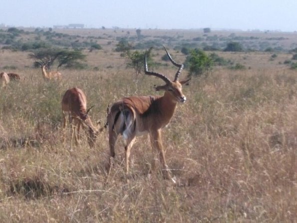 Nairobi National Park, Giraffe Center and Museum Day Tour - Booking and Payment Options