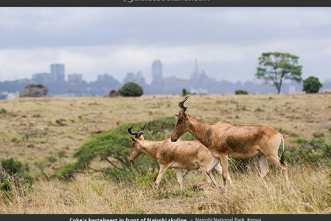 Nairobi National Park Group Tour - Tour Pricing and Booking