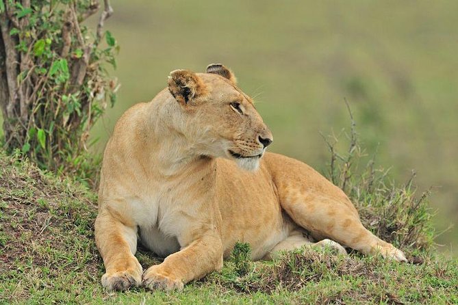 Nairobi National Park Tour - Customer Experiences