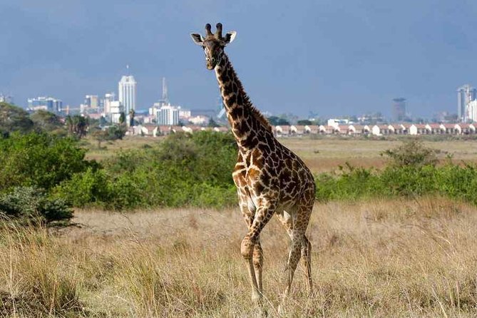 Nairobi National Park,Elephant Orphanage, Giraffe Center and Karen Blixen Museum - Booking and Pickup Information