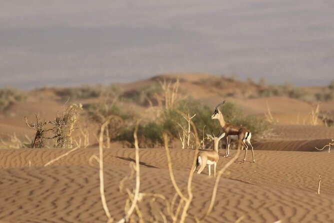 National Park Privat Safari Tour From Agadir and Taghazout - Multilingual Guidance