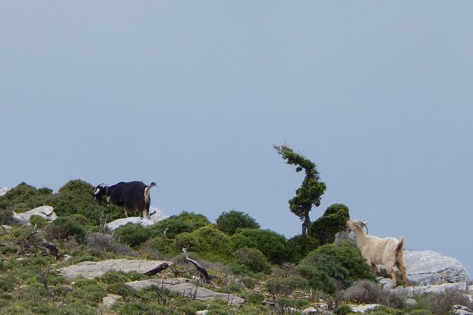 Naxos: Hike to the Top of the Cyclades - Mount Zas - Traveler Reviews and Feedback