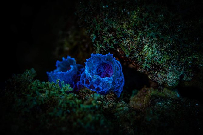 Night Shore Diving Mangel Halto Aruba for Certified Divers - Booking and Accessibility Information