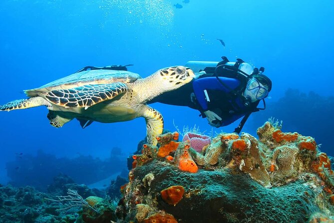 North Shore Private Tour - Private Experience