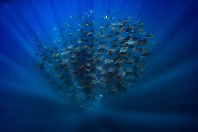 Ocean Safari in La Ventana: Mobula Rays, Dolphins, Orcas & Whales - Operator Background
