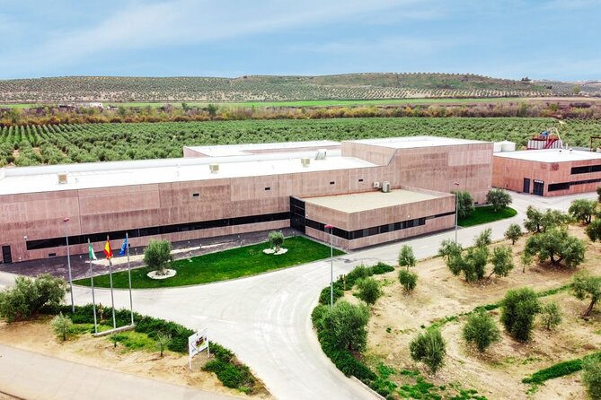 Oil Tourism With the 5 Senses - Understanding the Story of Olive Oil