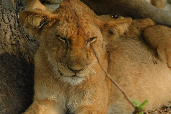 One Day Akagera Safari From Kigali - Pickup and Schedule