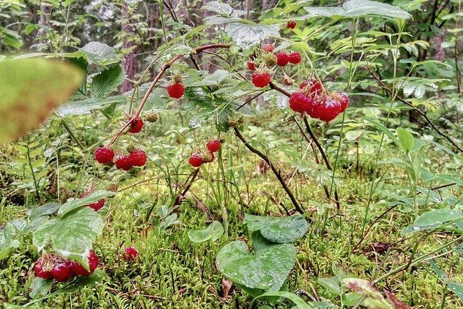 One-Day Hiking Tour in Aukštaitija National Park, Lithuania - Responsible Tourism Practices