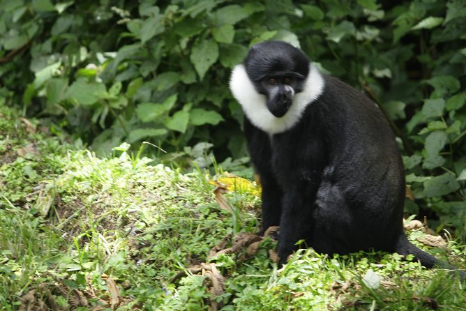 One Day Nyungwe National Park Tour& Canopy Walk (2 Pax Min) - Reviews