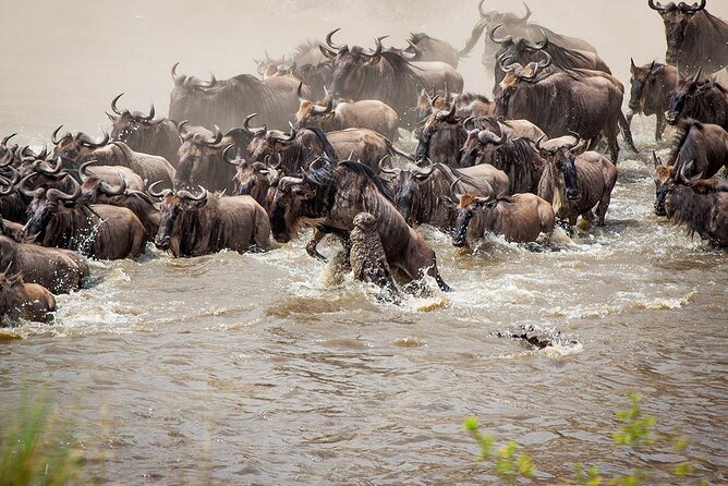 One Day Tour to Maasai Mara Game Reserve From Nairobi - Customer Reviews and Feedback