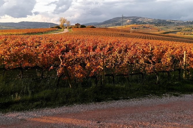 Organic Winery Tour With Full Lunch From Assisi - Scenic Valley Views
