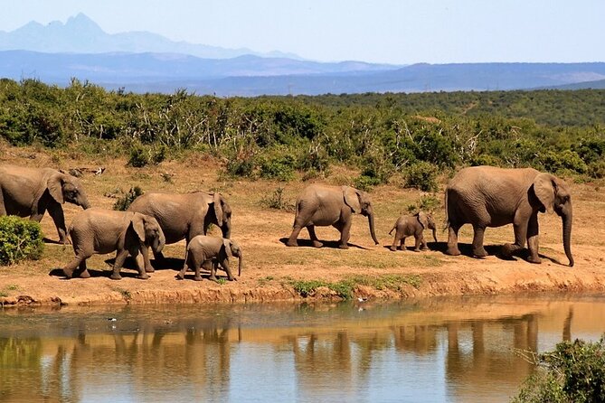 Outstanding Day Trip to Tarangire National Park - Customer Reviews