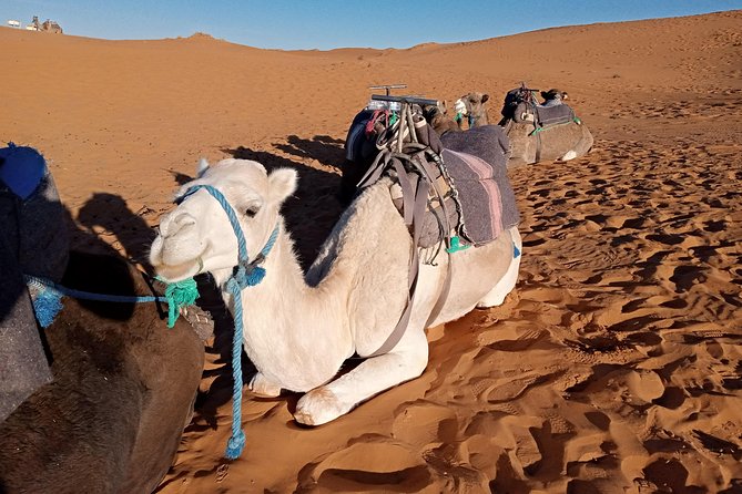 Overnight Desert Tour From Fez - Small Group - Wheelchair Accessibility and Inclusivity