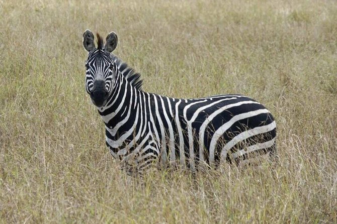 Overnight Safari To Maasai Mara - Tour Schedule and Pickup