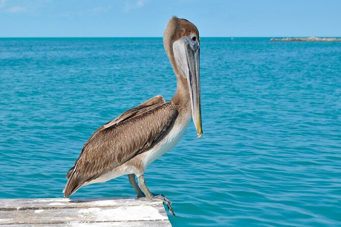 Paradise Islands Tour: Isla Contoy and Isla Mujeres - Recommended by Travelers