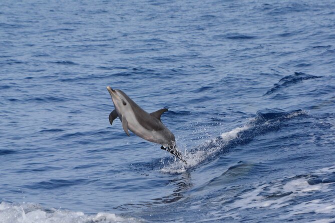 Pelagic Wildlife Excursion - Customer Feedback and Ratings
