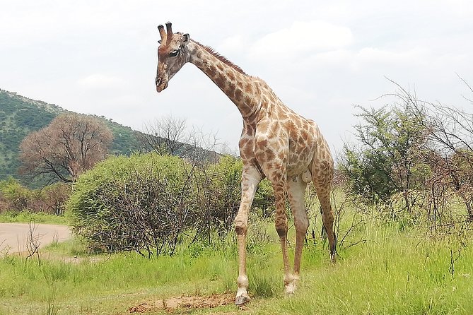 Pilanesberg Nature Reserve & Lion & Rhino Park Private - Customer Reviews and Feedback