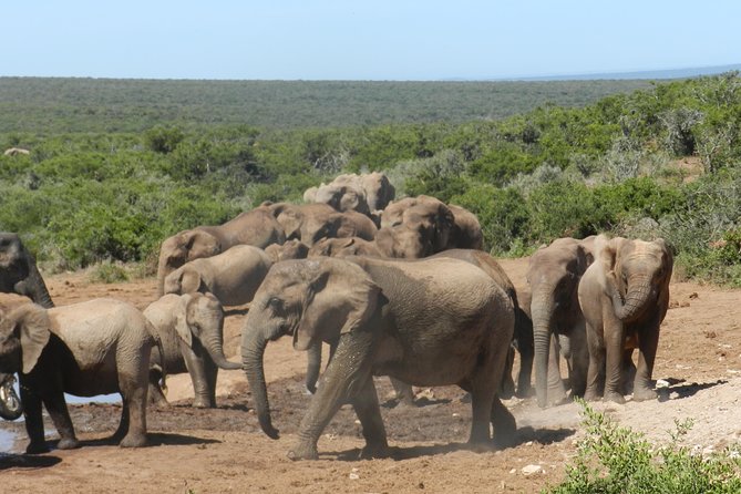 Port Elizabeth Shore Excursion: Addo Elephant Full Day Safari &BraaiLunch(BBQ) - Important Travel Tips