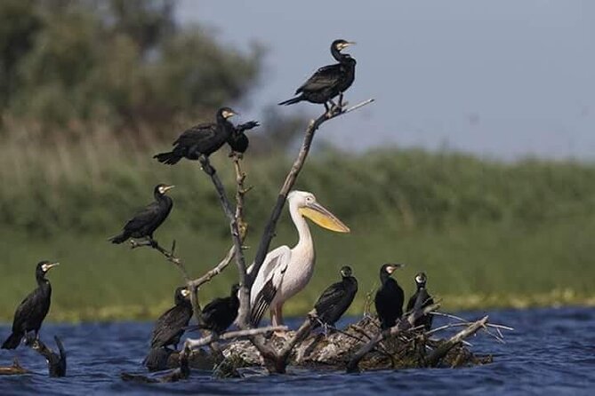 Private 3-Day Tour Danube Delta Birdwaching and Safari Experience From Bucharest - Weather Considerations and Attire