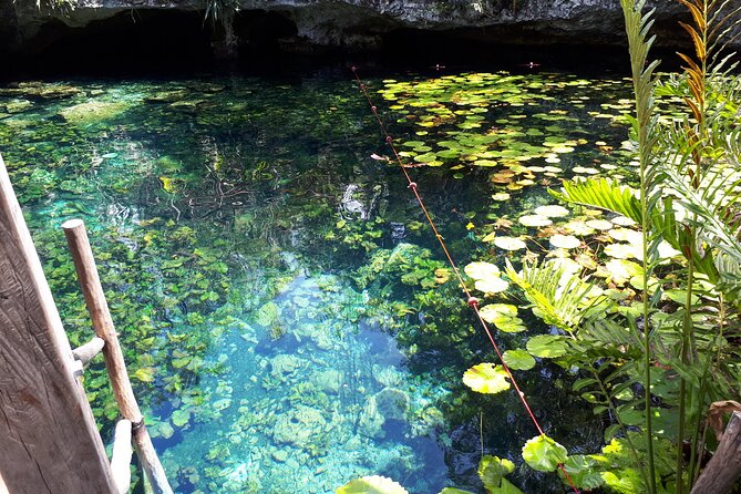 Private Akumal & Cenotes Tour - Tour Highlights