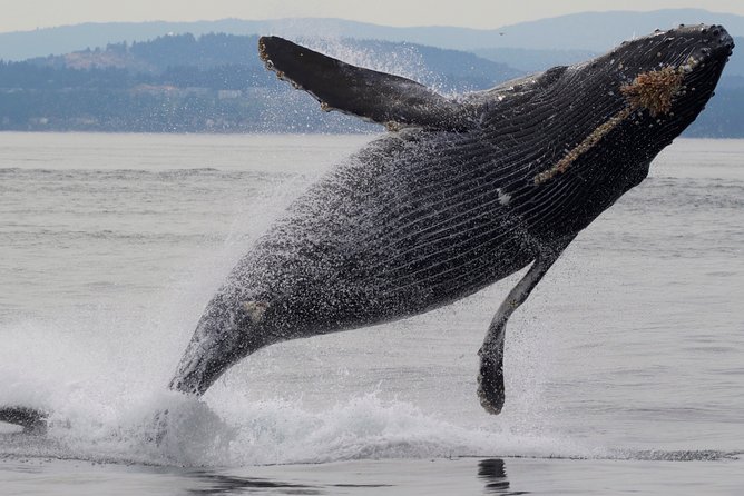 Private Charter - Marine Adventure and Whale Watching - Itinerary