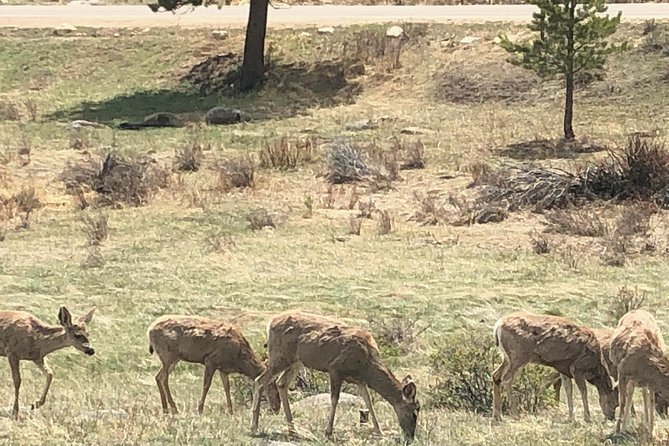 Private Day Tour From Denver to Estes Park and Rocky Mountain National Park - Discovering Rocky Mountain National Park