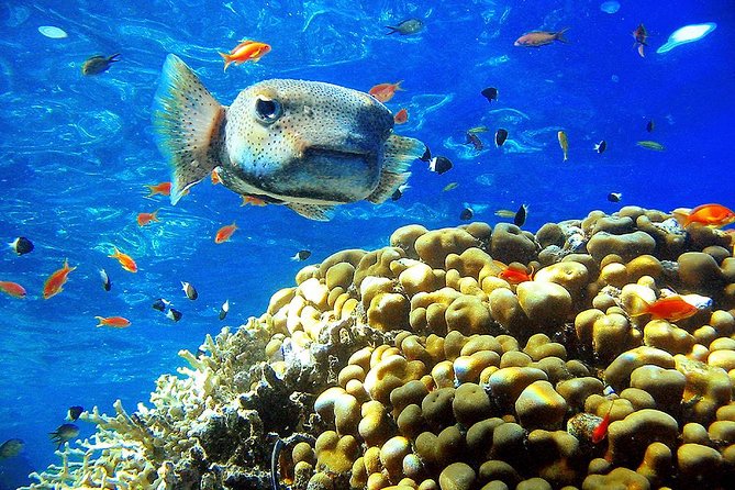 Private Day Tour of Ras Mohammed National Park With Snorkeling - Traveler Reviews