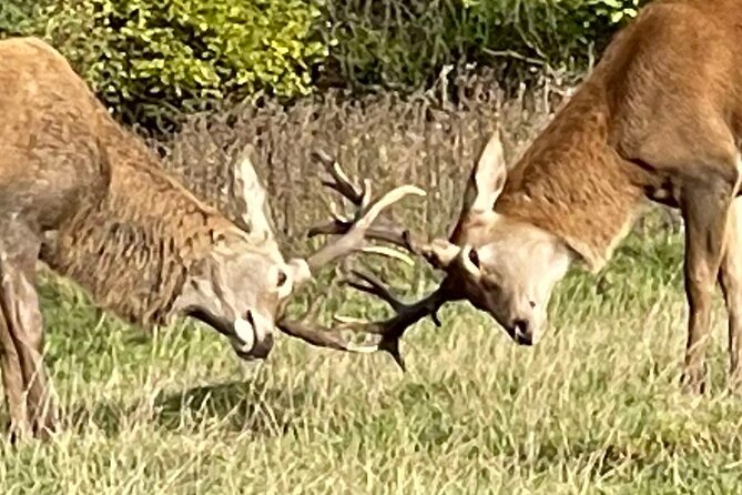 Private Deer Park Tour and Day Out in Leek - Cancellation Policy and Booking Commitment