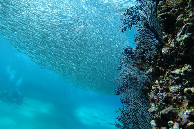 Private Dive Boat for Certified Divers - Cabo San Lucas - Dive Tour Highlights