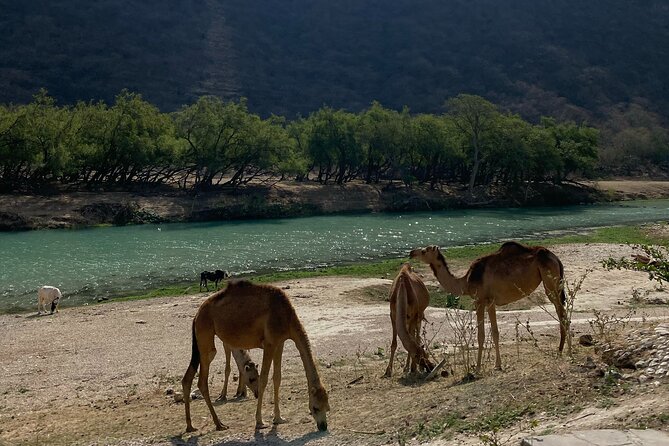 Private Full-Day East Oman Tour From Salalah With Lunch - Pricing Details