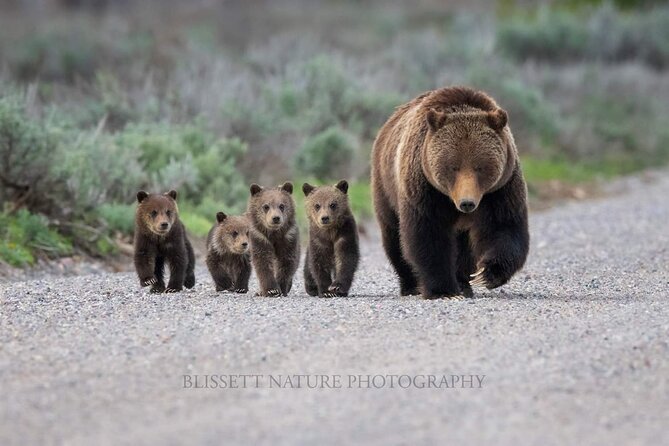 Private Full-Day Grand Teton National Park Tour With Picnic Lunch - Wildlife Spotting Opportunities