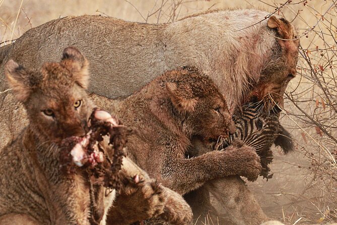Private Game Drive Safari in Hoedspruit - Accessibility Information