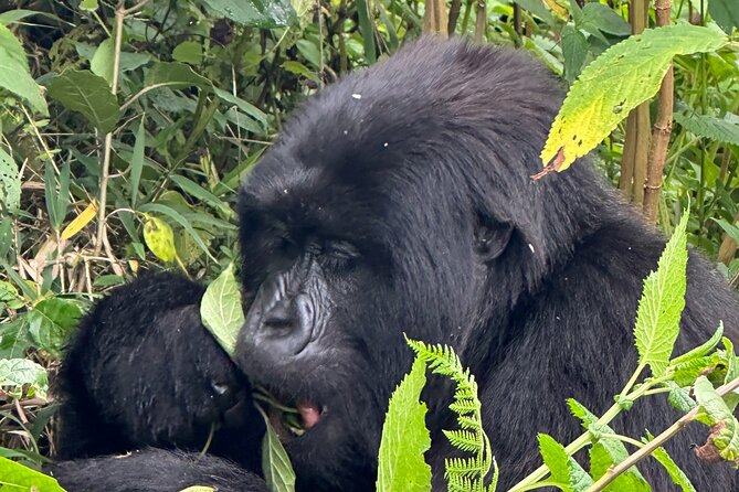 Private Gorilla Trekking Transfer From Kigali to Volcanoes N.Park - Booking Information