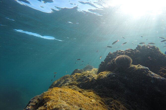 Private Guided Snorkeling in Cabo San Lucas - Memorable Experiences