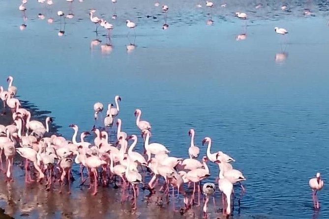 Private Half Day Coast Tour of Walvis Bay and Swakopmund City - Tips for a Great Tour