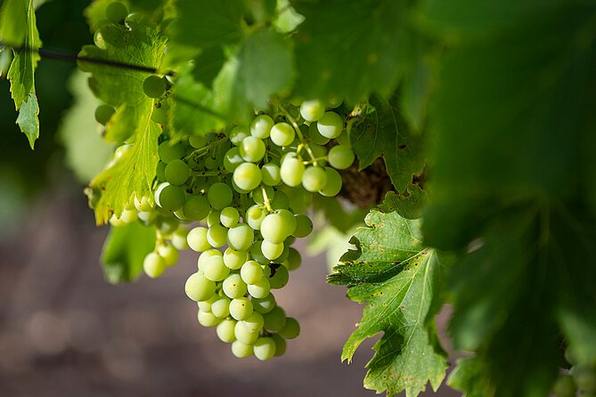 Private Half-Day Languedoc Wine Tour Review - Since You Asked
