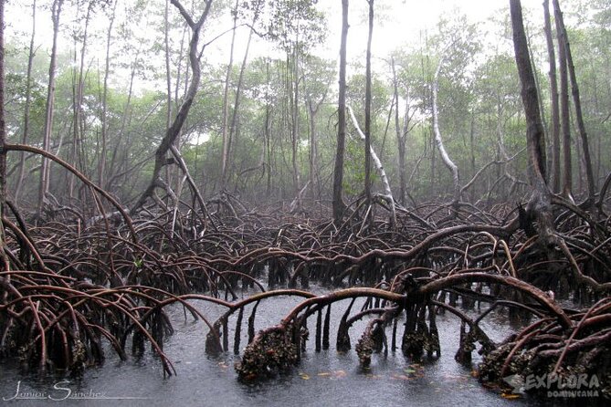 Private Kayaking Nature Tour of Los Haitises National Park - Lunch in Sabana De La Mar