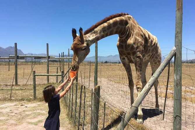 Private Le Cape Animal Farms Full Day Tour - Traveler Experiences