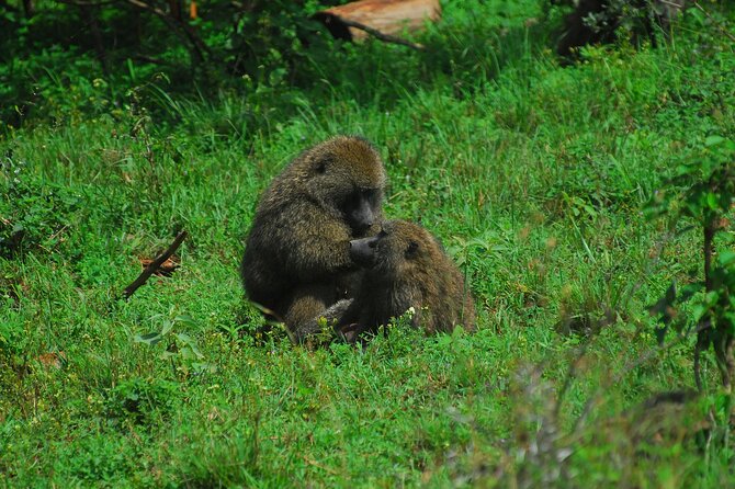 Private Mini Safari Tour in Nairobi - Frequently Asked Questions