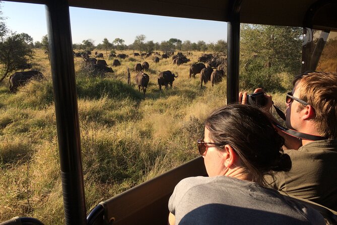 Private Morning Game Drive From Hazyview L Kruger National Park - Reviews and Testimonials