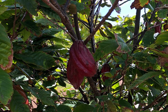 Private North Shore Tour From Waikiki - Things To Known