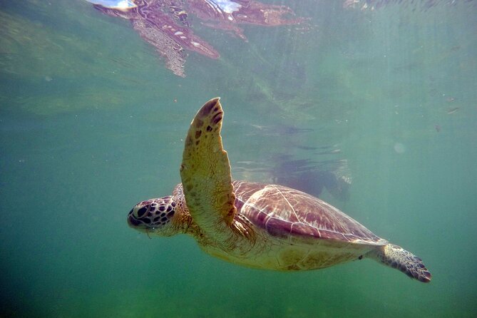 Private Snorkel With Turtle at Akumal - Key Highlights