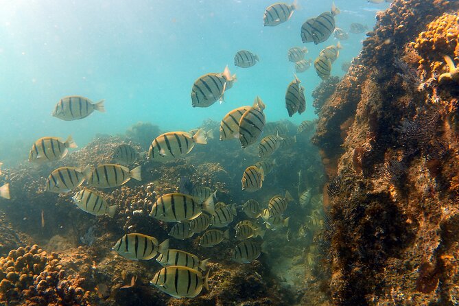 Private Snorkeling Boat Tour in San Jose Del Cabo - Booking and Availability